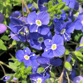 Close up of tiny blue flowers with white centers