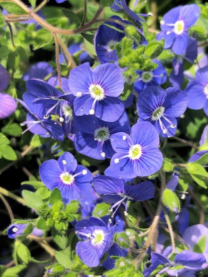 Close up of tiny blue flowers with white centers