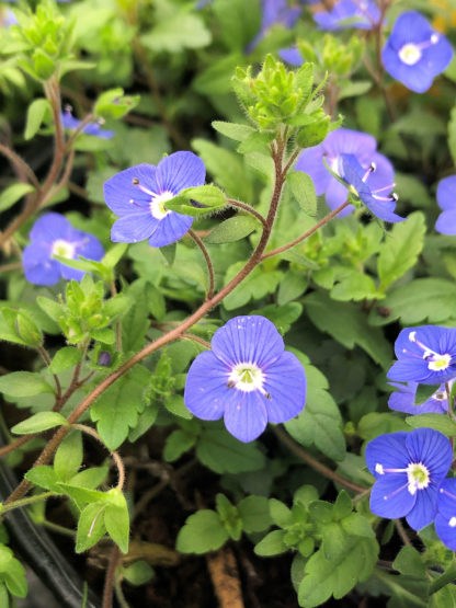 Close up of tiny blue flowers with white centers