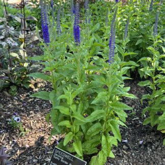 Speedwell Sunny Border Blue