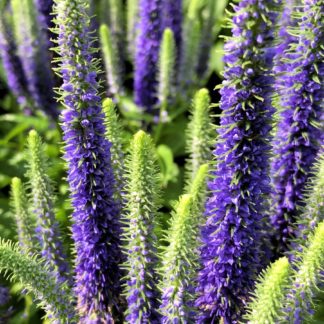 Close-up of spiky blue flowers and green flower buds