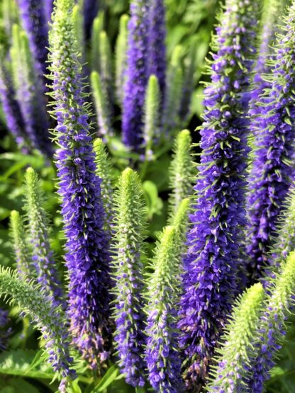 Close-up of spiky blue flowers and green flower buds