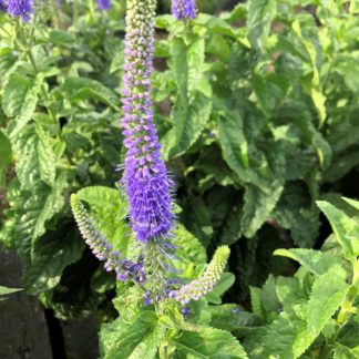Close-up of spiky blue flowers on green plants