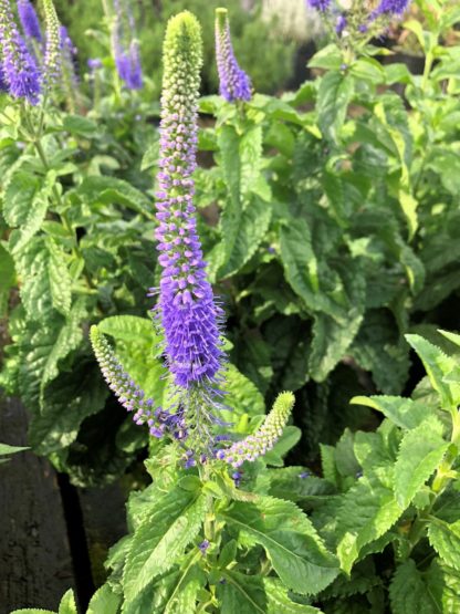 Close-up of spiky blue flowers on green plants