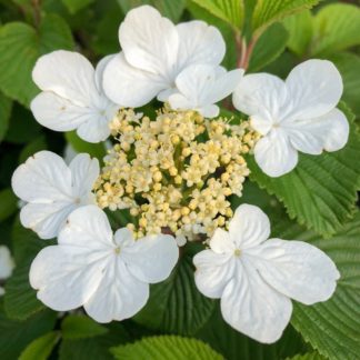 Close-up of white flower with tiny creamy-white centers surrounded by green leaves