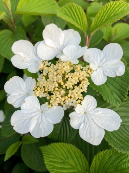 Close-up of white flower with tiny creamy-white centers surrounded by green leaves