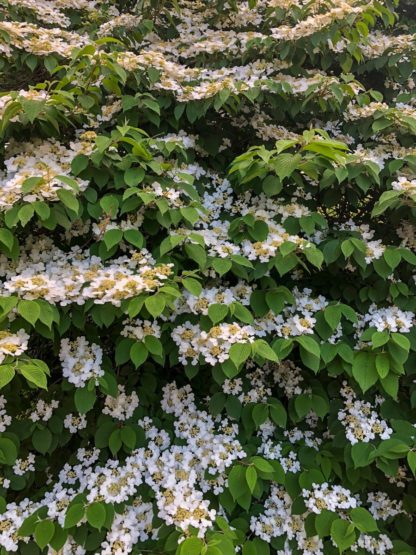 Large shrub with green leaves and white flowers covering the branches