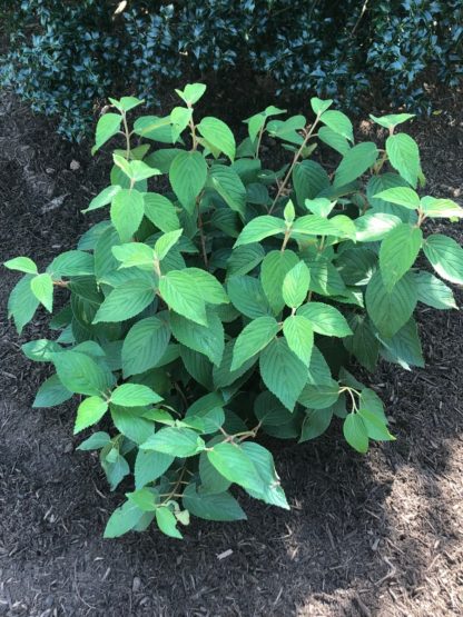 Small shrub with large green leaves in garden with mulch