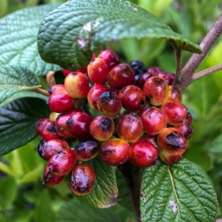 Close-up of bright red berry cluster surrounded by dark green leaves