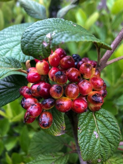 Close-up of bright red berry cluster surrounded by dark green leaves