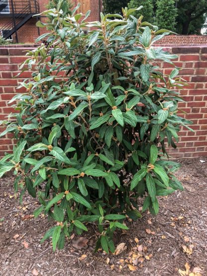 Upright, compact shrubs with long dark green leaves planted in brown mulch in front of a brick wall