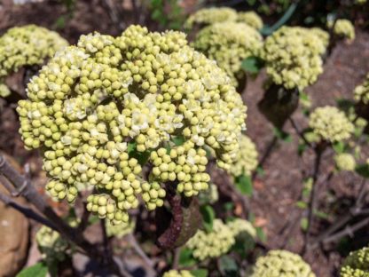 White flower cluster growing on viburnum shrub