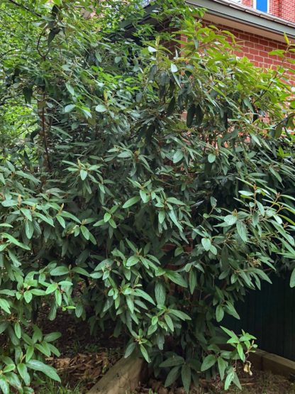 Large shrub with long green leaves planted in front of a brick wall