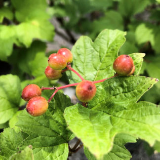 Red-orange berries on a viburnum shrub with maple shaped leaves