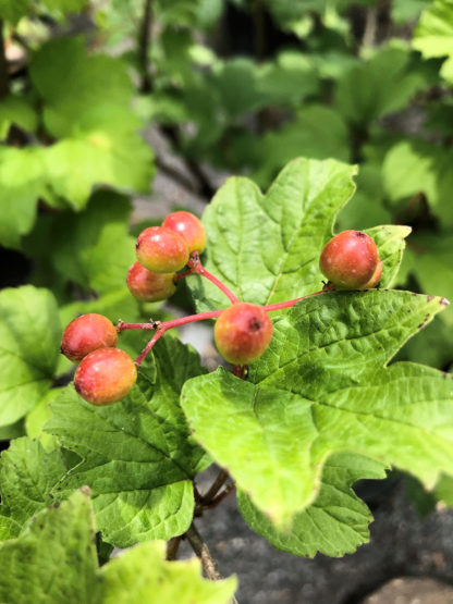 Red-orange berries on a viburnum shrub with maple shaped leaves