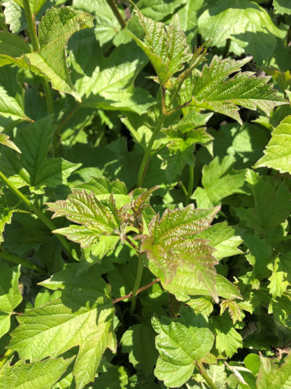 Close-up of green leaves on a viburnum shrub