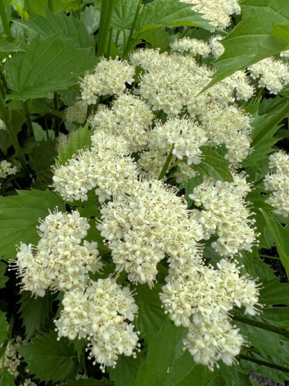 Clusters of fluffy, white flowers surrounded by green leaves