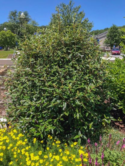 Large shrub with shiny green leaves planted in a garden surrounded by pink and yellow flowers