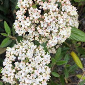 Delicate white and pale-pink flowers clusters