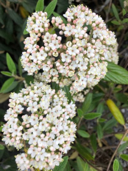 Delicate white and pale-pink flowers clusters