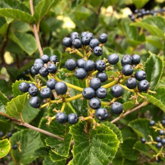 Close-up of bright blue berry cluster surrounded by green leaves