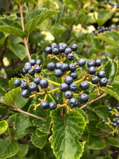 viburnum blue muffin shrub berries