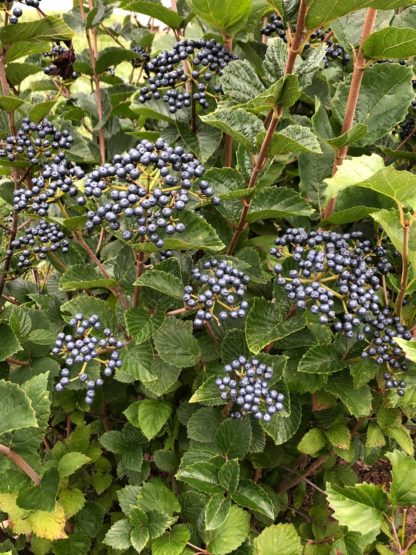 Many clusters of bright blue berries on shrub surrounded by green leaves