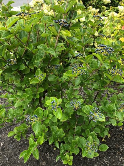 Large shrub with green leaves and clusters of bright blue berries planted in mulch