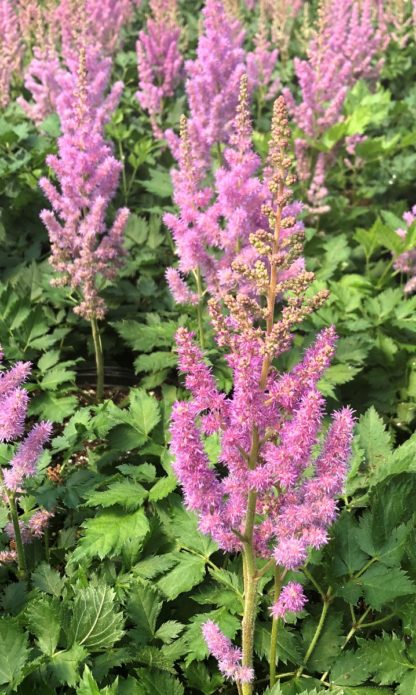 Masses of fluffy, pink, spike-like flowers rising above green leaves