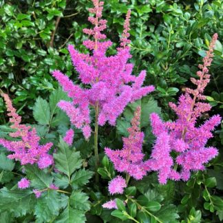 Masses of fluffy, pink-purple, spike-like flowers rising above green leaves