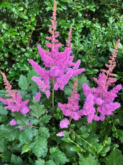 Masses of fluffy, pink-purple, spike-like flowers rising above green leaves