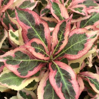 Close-up of pale yellow, pink and green variegated foliage