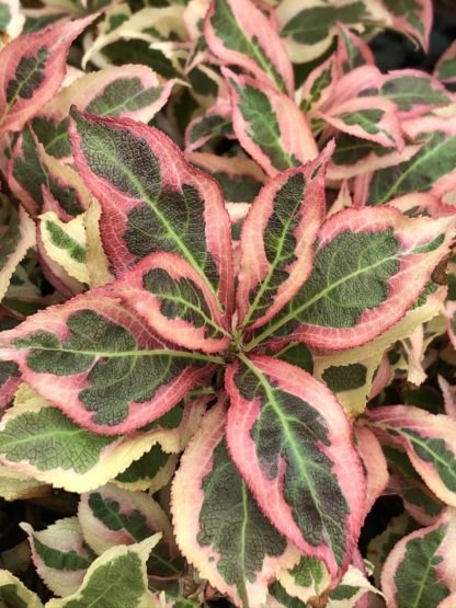 Close-up of pale yellow, pink and green variegated foliage