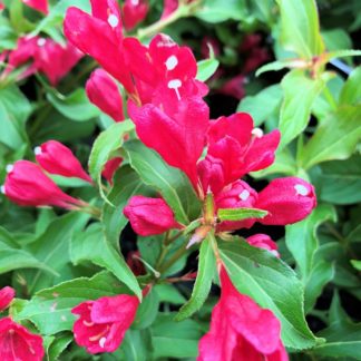 sonic bloom weigela