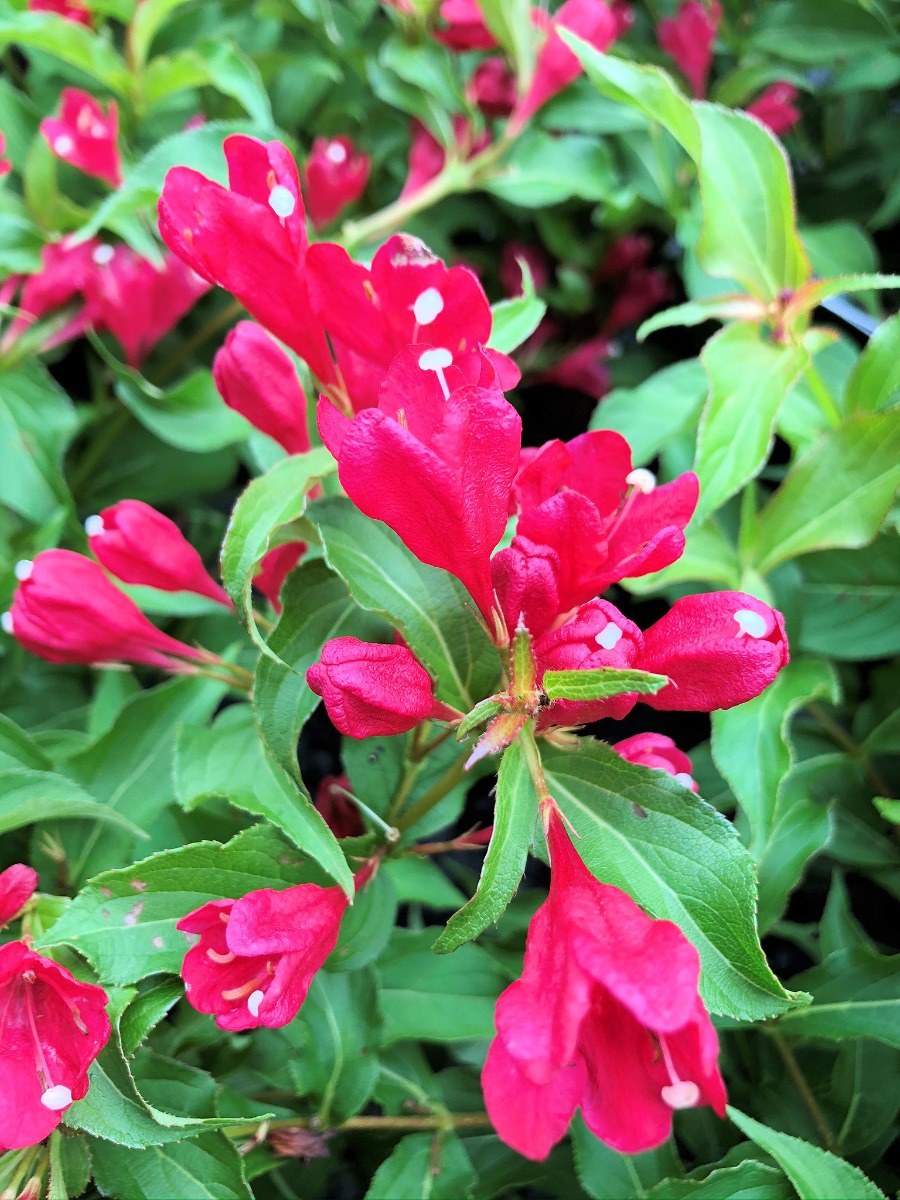 sonic bloom weigela