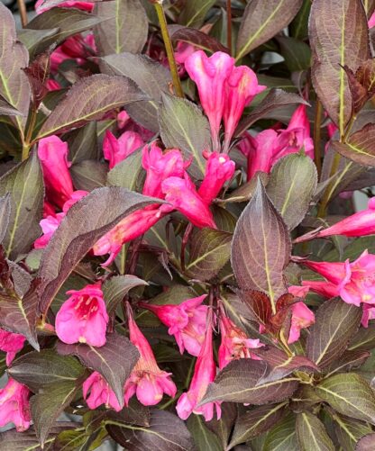 Close-up of bright-pink, trumpet-shaped flowers and burgundy-green foliage
