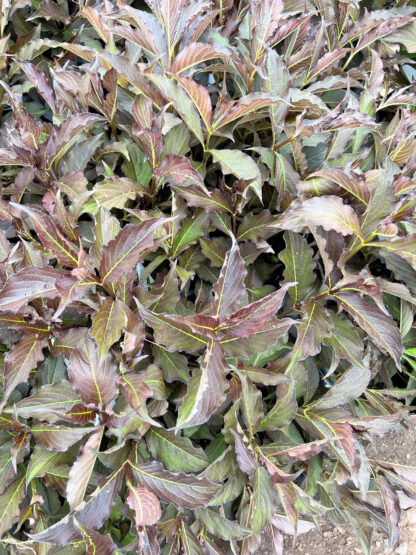 Close up of purplish-green leaves