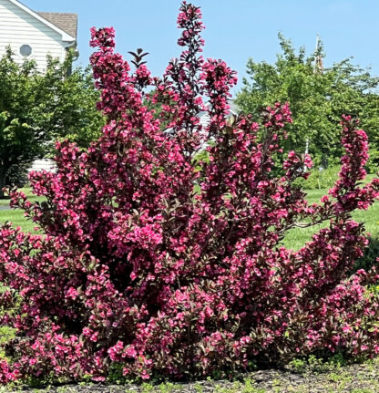 Large shrub with bright pink flowers and dark burgundy leaves