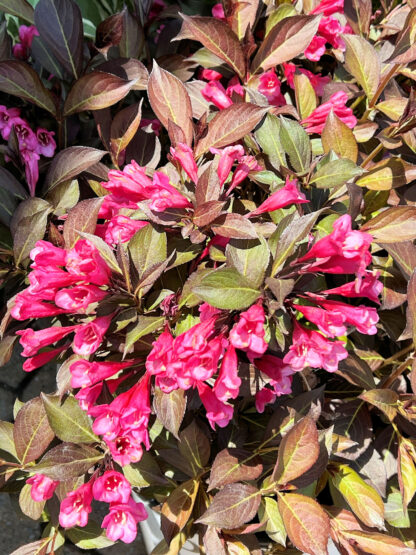 Hot pink trumpet-like flowers blooming on burgundy foliage
