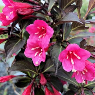 Hot pink trumpet-like flowers blooming on deep purple foliage