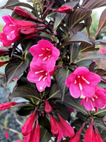 Hot pink trumpet-like flowers blooming on deep purple foliage