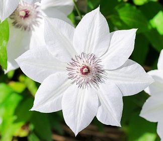 White Flowers