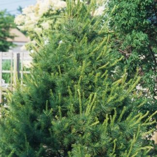 Tall, pyramidal evergreen tree in front of fence