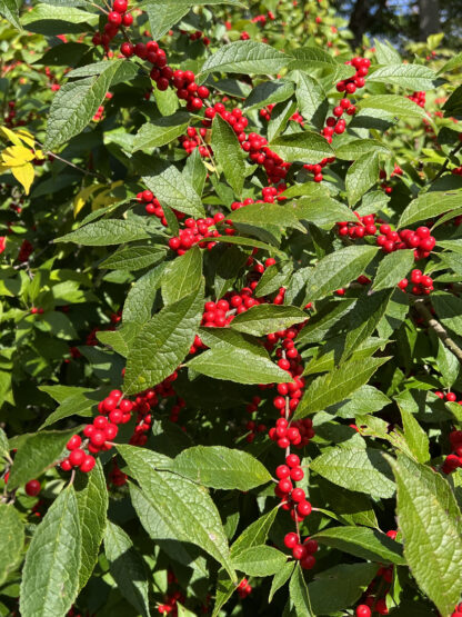 Holly Winterberry Winter Red