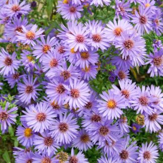 Masses of blue daisy-like wildflowers