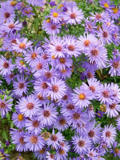 woods blue asters