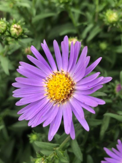 Close-up of blue daisy-like flower