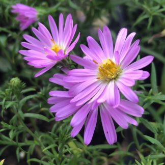 Pink daisy-like flowers surrounded by green foliage