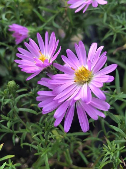 Pink daisy-like flowers surrounded by green foliage