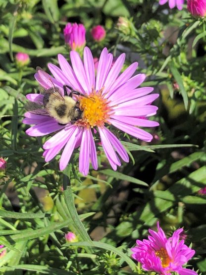 Close-up of pink daisy-like flower with bumble bee